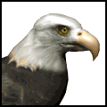 aquila guarda.gif
